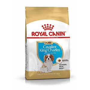 Royal Canin Cavalier King Charles šuniukas 1,5 kg