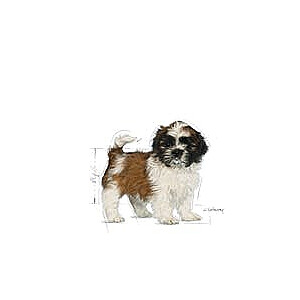 Royal Canin Shih Tzu Puppy Овощной 500 г