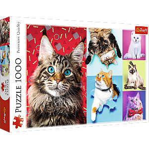 TREFL Puzzle Cats, 1000 шт.