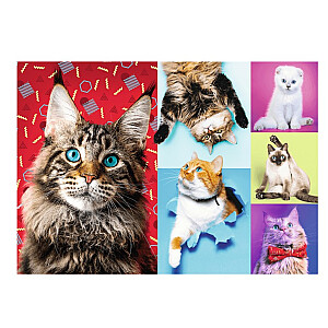 TREFL Puzzle Cats, 1000 шт.