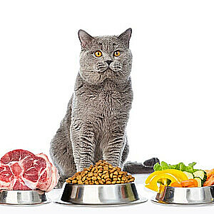 Kačių maistas ir skanėstai