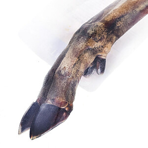 PETMEX Deer Hoof - kramtomoji guma šunims - 1 vnt.