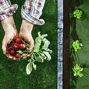 Sodo agrotekstilė 1,6 m x 100 m + 100 Plonos smeigtukų - žalia