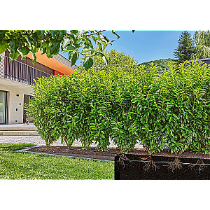 Комплект капельного орошения Gardena Micro-Drip-System для живой изгороди/кустов, 50 метров, капельницы (черные, модель 2023, надземные и подземные)