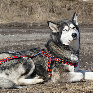 Pavadėlis DINGO "Winnetou", plotis 2,0 x 120-220 cm, pagamintas iš polipropileno juostos, raudonas