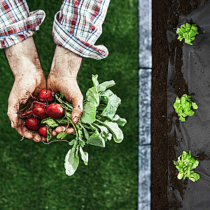 Sodo agrotekstilė 1 m x 75 m + 100 Plonos smeigtukai - juodi