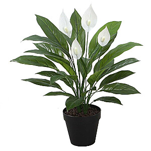 Dirbtinis augalas SPATHE, A60cm, baltas stiebas